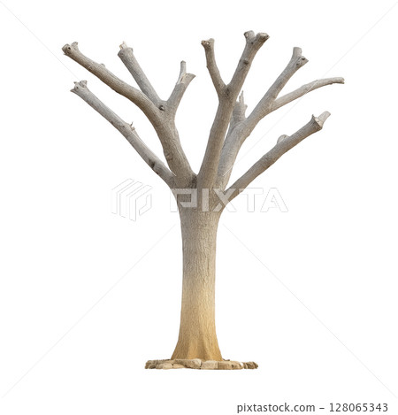 Leafless tree with multiple branches stands against plain background, showcasing its textured bark and natural form. tree stark appearance evokes sense of solitude and resilience 128065343