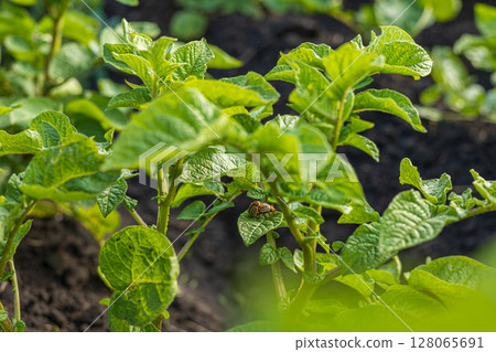 A striped beetle is seen on potato leaves, causing potential damage to the crop in a lush green field under daylight A striped beetle is seen on potato leaves, causing potential damage to the crop in a lush green field under daylight 128065691