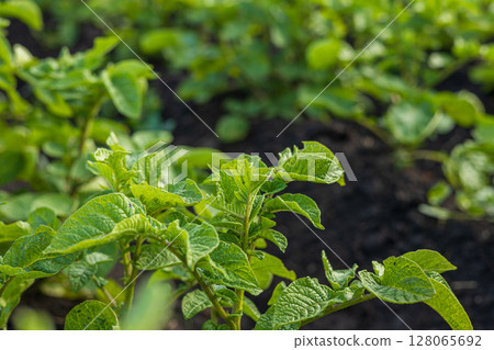 Close-up view of lush green potato plants thriving in fertile soil, showcasing healthy leaves under bright sunlight on a farm Close-up view of lush green potato plants thriving in fertile soil, showcasing healthy leaves under bright sunlight on a farm 128065692