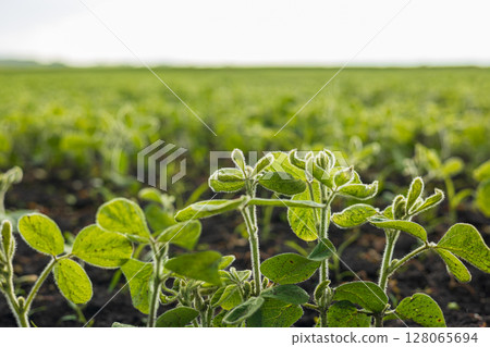Young soybean sprouts grow vibrantly in a fertile field, soaking up sunlight and showcasing the beauty of agriculture 128065694