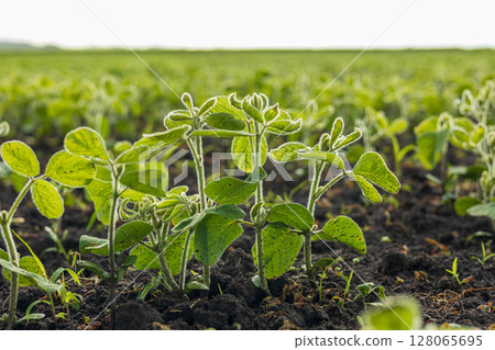 Vibrant soybean sprouts flourish in rich soil across an expansive field, highlighting agricultural growth and sustainability 128065695