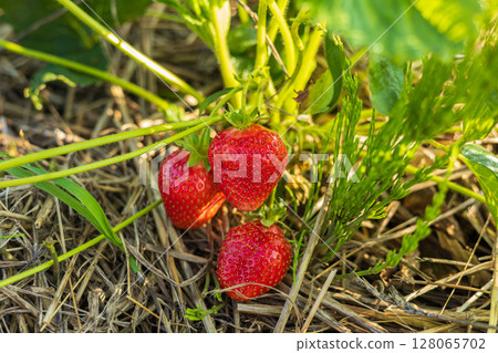 Freshly picked strawberries emerge from green foliage under warm sunlight, showcasing their bright color and juicy texture on a beautiful day 128065702