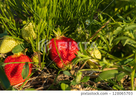 Juicy strawberries are showcased among lush greenery, highlighting their freshness in a natural garden setting 128065703