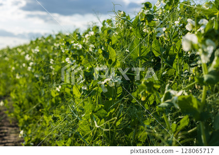 Lush pea plants with delicate white flowers thrive in a sunlit field, reflecting the beauty of late spring growth and agricultural abundance Lush pea plants with delicate white flowers thrive in a sunlit field, reflecting the beauty of late spring growth and agricultural abundance 128065717