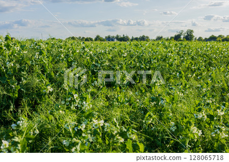 Vibrant green pea plants flourish in a field, showcasing white flowers and lush foliage under bright daylight, surrounded by a peaceful landscape 128065718