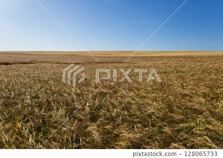Expansive wheat field stretches under a bright blue sky, showcasing rippling golden stalks swaying gently in the warm sunlight 128065733