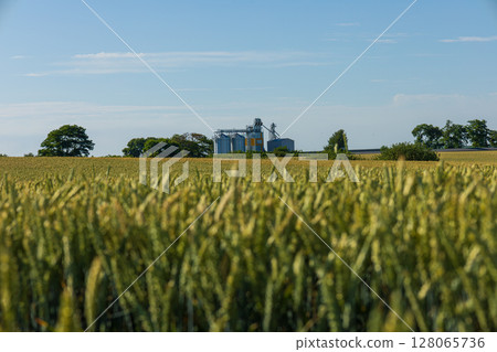 In a vast rural landscape, grain silos are visible behind lush, ripening crops under a clear blue sky, reflecting agricultural activity In a vast rural landscape, grain silos are visible behind lush, ripening crops under a clear blue sky, reflecting agricultural activity 128065736