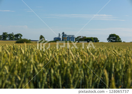 In a serene rural setting, grain silos are prominently located against a backdrop of lush green trees and expansive wheat fields under bright skies 128065737