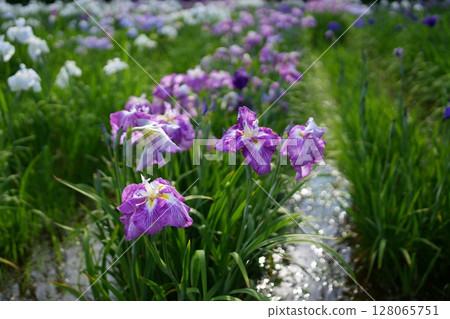 鳶尾花 128065751