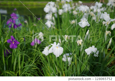 Iris Iris 128065752