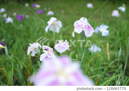 鳶尾花 鳶尾花 128065778