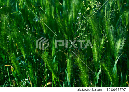 Green ears of grass, cereal crops in the evening light Green ears of grass, cereal crops in the evening light 128065797