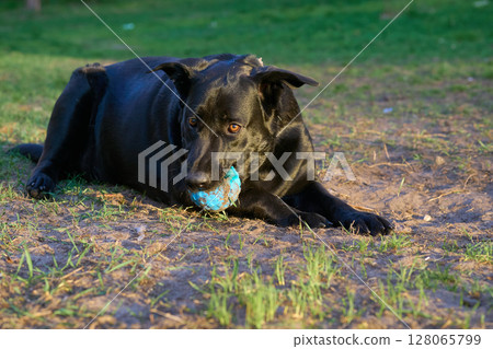 Black dog playing with ball. Mix, crossbred German Shepherd and Labrador Black dog playing with ball. Mix, crossbred German Shepherd and Labrador 128065799