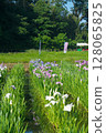 Kitayama Park pond and iris flowers located in the Sayama Hills when the irises bloom 128065825