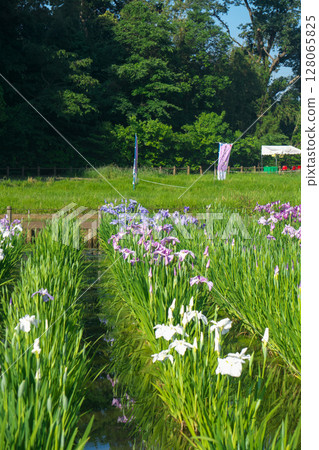 Kitayama Park pond and iris flowers located in the Sayama Hills when the irises bloom 128065825