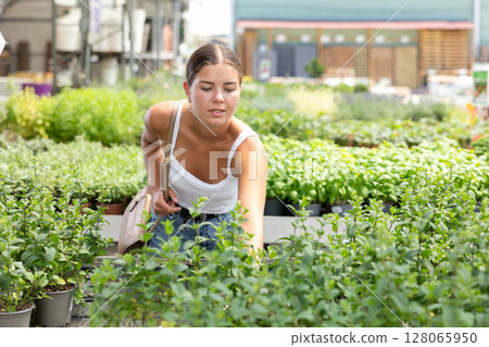 Young woman choosing mint in pot 128065950