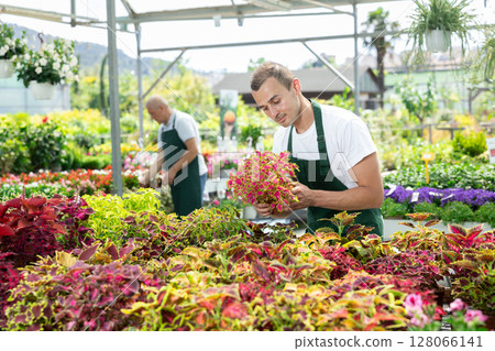 Male employee of garden shopping center inspects product, pot with coleus. 128066141