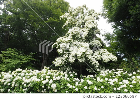 Hydrangea flowers (Annabelle) and dogwood flowers 128066587
