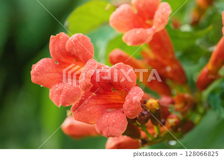 Red Tecoma flowers and green leaves after rain. Natural floral background. Red Tecoma flowers and green leaves after rain. Natural floral background. 128066825