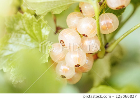 Currant berries. White currant bush and green leaves. Currant berries. White currant bush and green leaves. 128066827