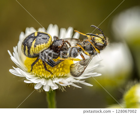 Honeybee killed by Napoleon Spider 128067002