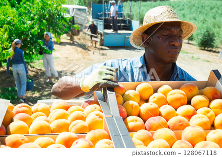 Man placing box of peaches in warehouse 128067118