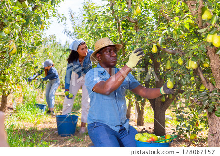 Workers harvesting pears 128067157