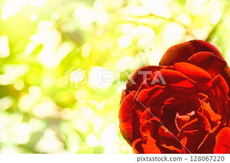 Scarlet charming delicate rose on a yellow light Scarlet charming delicate rose on a yellow light 128067220