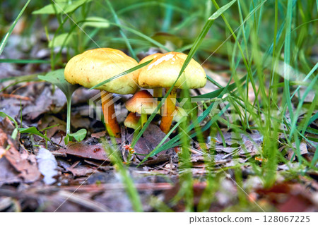 A family of cute white mushrooms on a forest meadow A family of cute white mushrooms on a forest meadow 128067225