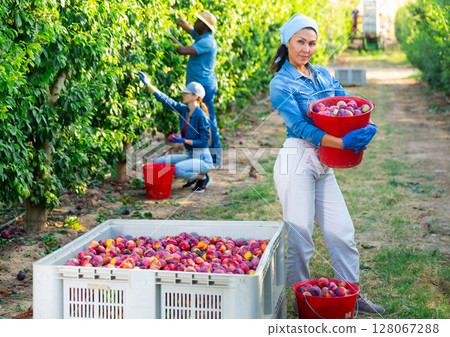 Portrait of an Asian farmer woman standing holding a bucket of ripe plums Portrait of an Asian farmer woman standing holding a bucket of ripe plums 128067288