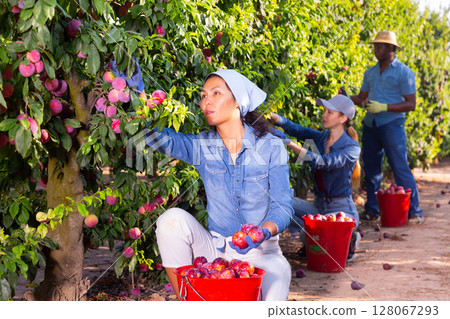 Three farmers collect ripe plums from a tree Three farmers collect ripe plums from a tree 128067293