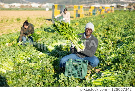 African american man with team of farm workers arranging crop of ripe celery in boxes on field 128067342