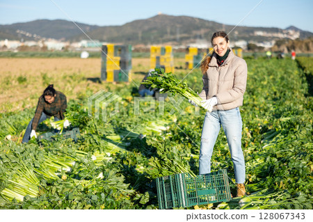Woman harvesting celery on vegetable field 128067343
