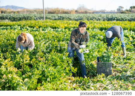 Women and man harvesting celery on plantation 128067390