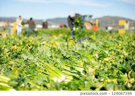Crop of celery stacked on farm field. Popular leafy vegetables 128067399