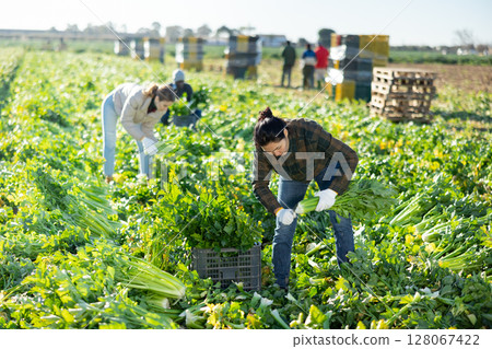 Asian female farmer harvesting celery on vegetable plantation 128067422