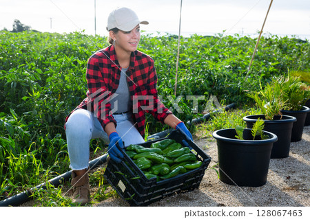 Woman farmer harvesting green pepper on field 128067463