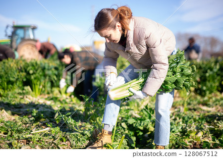 Young workwoman harvesting celery on farm field in spring 128067512