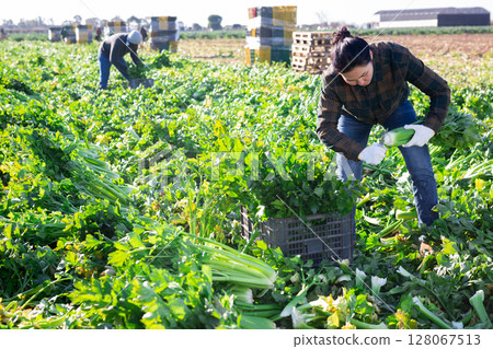 Asian woman with team of farm workers arranging crop of ripe celery in boxes on field 128067513