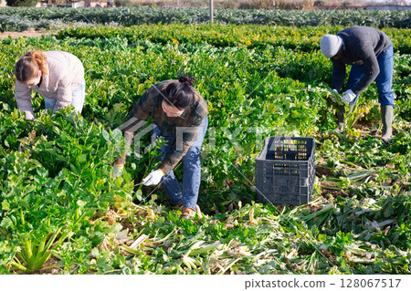 Team of skillful farm workers harvesting celery on field in spring 128067517