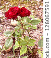 Red Roses: A Tale of Two 128067591
