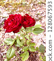 Two Roses: Resonance of Passion 128067593