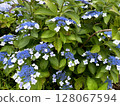 [Gaku Hydrangea] Dance of the Little Stars 128067594