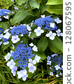 [Hydrangea forehead] Light blue whisper 128067595