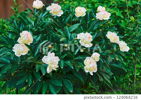 Gardening.Beautiful bush of delicate white pink peonies Paeonia Festiva Maxima Gardening.Beautiful bush of delicate white pink peonies Paeonia Festiva Maxima 128068216