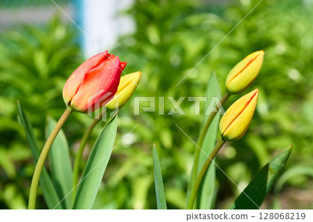 Tenderness in nature.Young tulips on sunny lawn 128068219