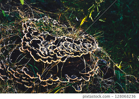 Evening forest beauty. Trametes ochracea mushrooms on an old stump Evening forest beauty. Trametes ochracea mushrooms on an old stump 128068236
