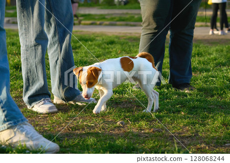 Jack Russell terrier walks with a serious look at the feet of dog owners Jack Russell terrier walks with a serious look at the feet of dog owners 128068244