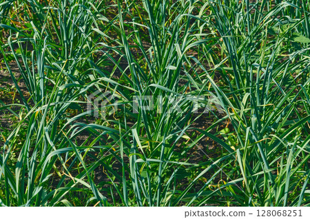 Kitchen spices.Young fresh green shoots of onion garlic in spring garden 128068251