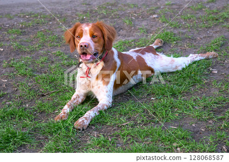 A cute red spaniel is resting with his paws spread out 128068587